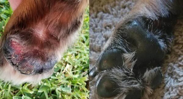 A wax-based cream for protecting and repairing your pet's paws from the cruel outdoors