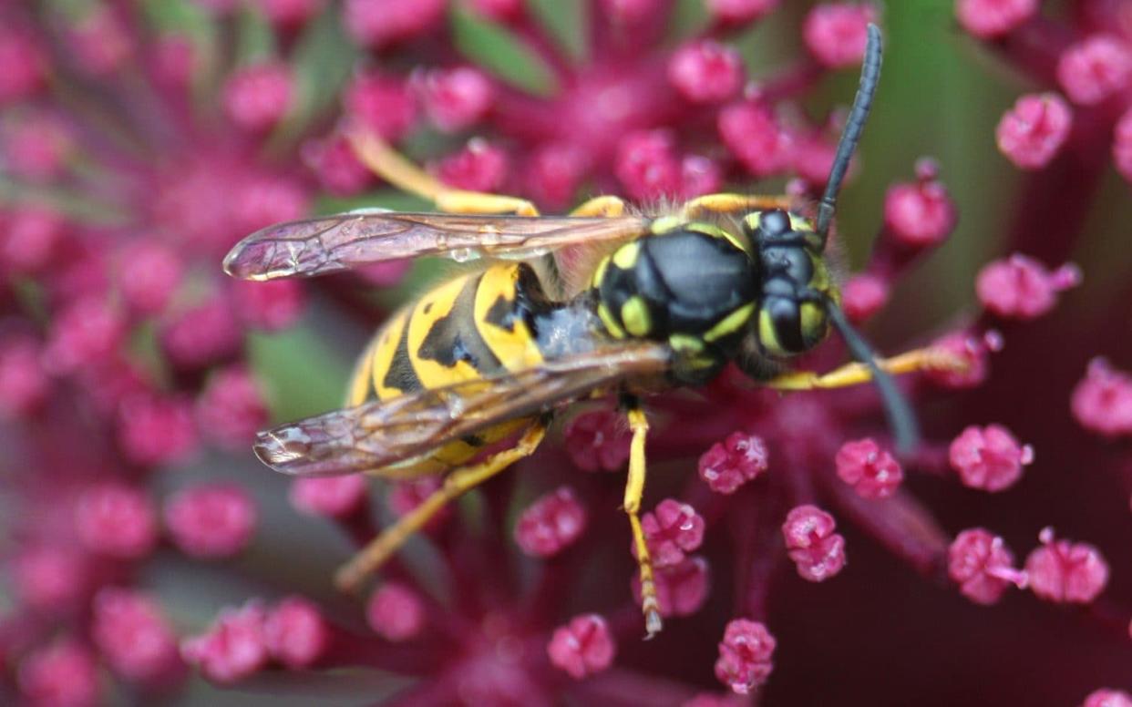 The Big Wasp Survey is urging members of the public to make wasp traps out of beer 