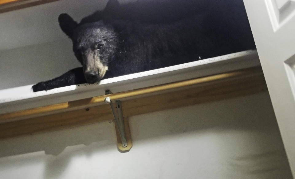 <p>Montana officials said the bear just yawned when deputies knocked on the window.</p>