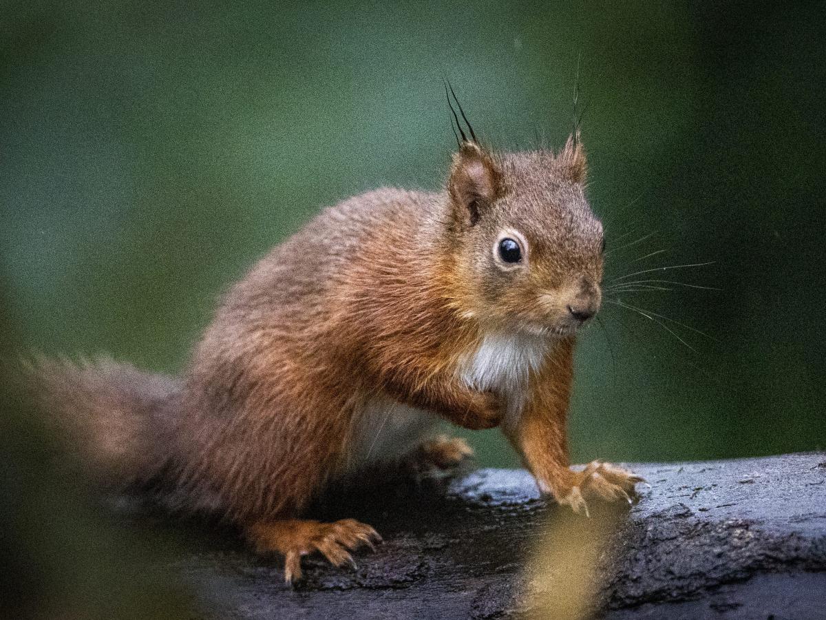 A squad of 6 drug-sniffing squirrels is China's latest line of