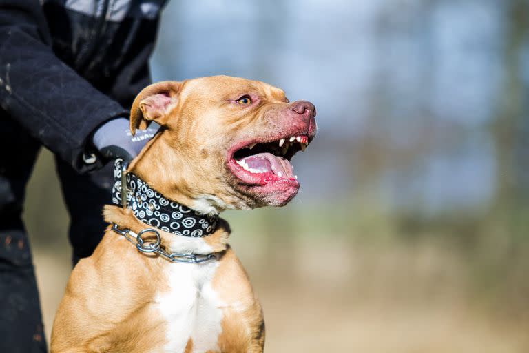 Un perro de raza pitbull, como el que atacó a la niña santafesina