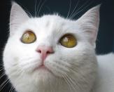 A cat is pictured sitting at the window of the cat cafe in New York April 23, 2014. The cat cafe is a pop-up promotional cafe that features cats and beverages in the Bowery section of Manhattan.