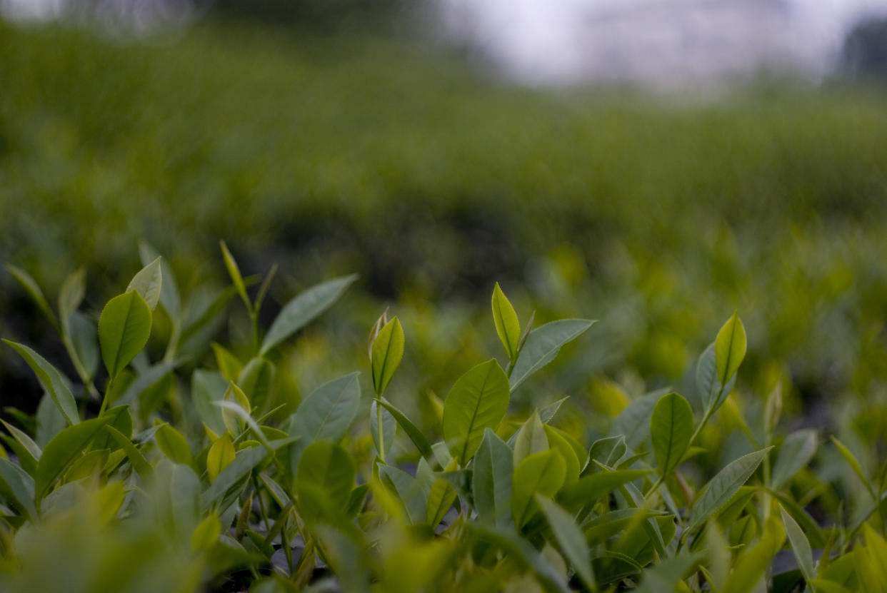 This up-and-comer hails from China and is made by pressing the seeds of the Camellia sinensis plant -- the same one that brings forth your green tea and Earl Grey, but instead of the astringency the drink can sometimes have, tea seed oil has a subtle lemony flavor. While it's a bit scarce, it's worth seeking out, as research shows it's abundant in cholesterol-reducing sterols and unsaturated fatty acids that make your heart happy, and has strong antioxidant activity.  <strong>Best Uses:</strong> Tea seed oil performs great at high temperatures, so use it when preparing Asian-inspired dishes (here's looking at you, stir-fry) with less worry of smoking yourself out of the kitchen. Its light and smooth flavor won’t cover your food's taste, so also try it in marinades and dips or with roasted vegetables.