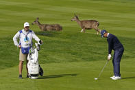 Tom Lewis, right, of England, prepares to hit his approach shot to the sixth of the Spyglass Hill Golf Course as a pair of deer cross the fairway during the second round of the AT&T Pebble Beach Pro-Am golf tournament Friday, Feb. 12, 2021, in Pebble Beach, Calif. (AP Photo/Eric Risberg)