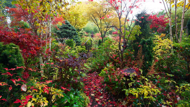 Colours of autumn in our woodland lower garden