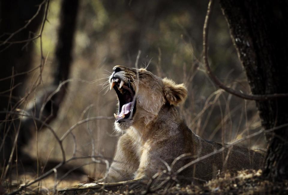 In this March 24, 2012 photo, a lioness yawns at the Gir Sanctuary in the western Indian state of Gujarat, India. Nurtured back to about 400 from less than 50 a century ago, these wild Asiatic lions are the last of a species that once roamed from Morocco and Greece to the eastern reaches of India. The subject of saving lions is an emotional one in India. The lion also holds iconic status in religions and cultures. The multi-armed Hindu warrior goddess Durga is traditionally shown with a lion as her mount. Four lions make the national emblem - symbolizing power, courage, pride and confidence. (AP Photo/Rajanish Kakade)