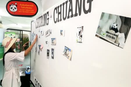 A woman places pictures on a board days after the 19-year-old panda Chuang Chuang died at the Chiang Mai zoo, Chiang Mai