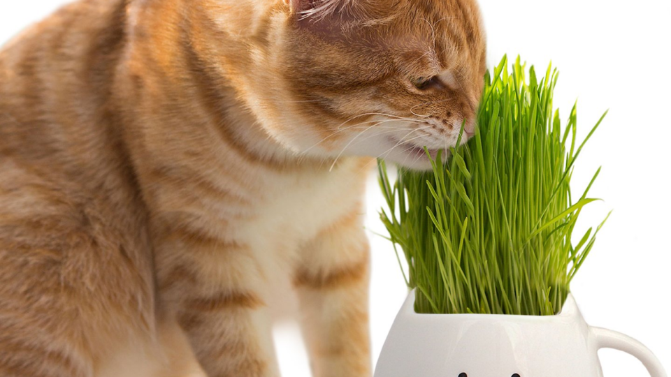 Cats love a bit of green grass now and then.