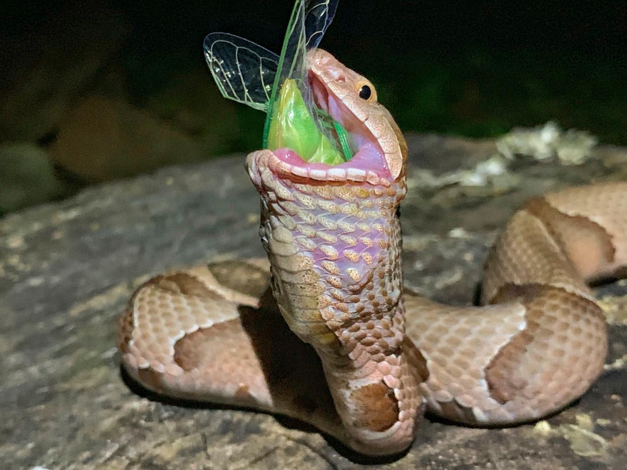This July 17, 2019 photo provided by Charlton McDaniel of Fort Smith, Ark., shows a copperhead snake eating a cicada in Arkansa's Ozark National Forest. McDaniel of said Thursday, July 25, 2019, that he was "fascinated and captivated" to see a copperhead eat a newly emerged cicada at dusk on July 17. McDaniel says he went to the forest for moonlight kayaking and noticed the molting cicada. McDaniel scared off a nearby snake, but the reptile returned to gobble the insect.