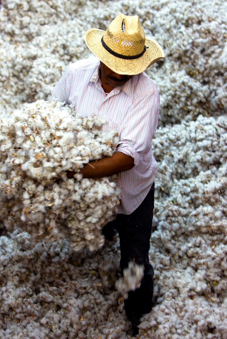 Pima cotton: Pima cotton, known for its elegance and durability, was formulated on experimental farms near Sacaton, but long before it became the go-to fabric for shirts and sheets, it played a key role in World War I.