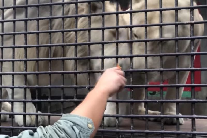 ▲動物園裡的大貓科也抵擋不住肉泥的誘惑。（圖／YT帳號futabaNET【公式】）