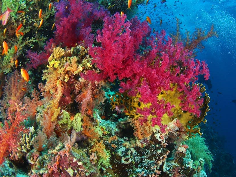Coral in the Great Barrier Reef.