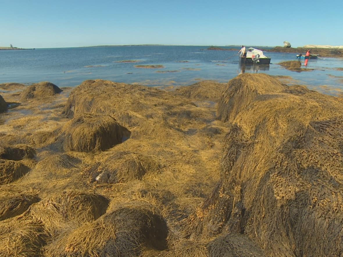 Acadian Seaplants converts seaweed into other useful products, but says climate change is affecting its range. (CBC - image credit)