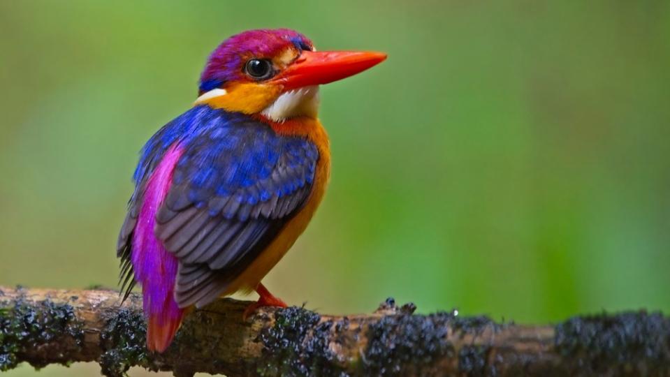 Here are our picks for some of our most flamboyant feathered friends.