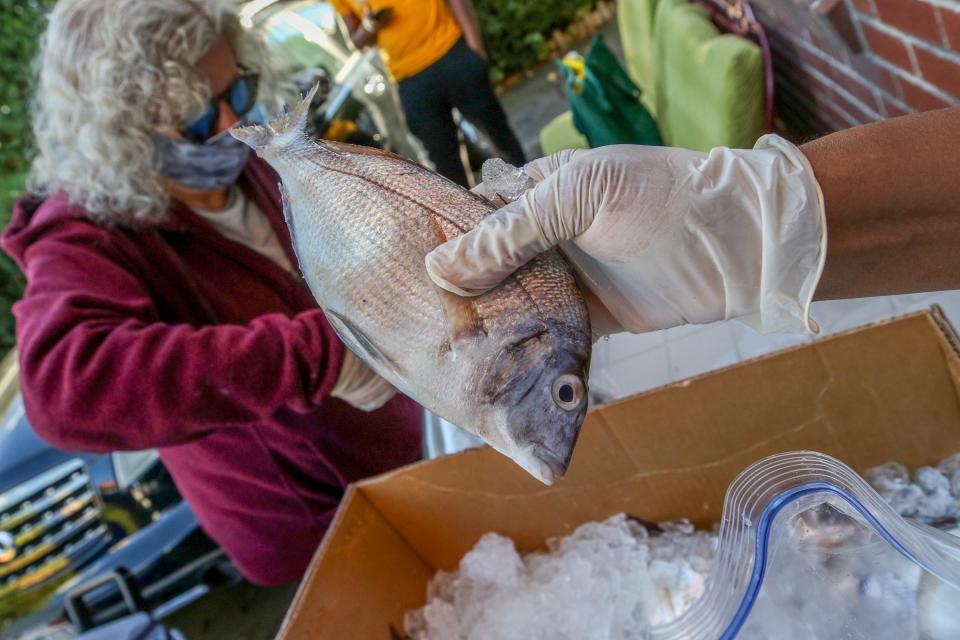 Scup, also called porgy, is an underutilized fish found in local waters.