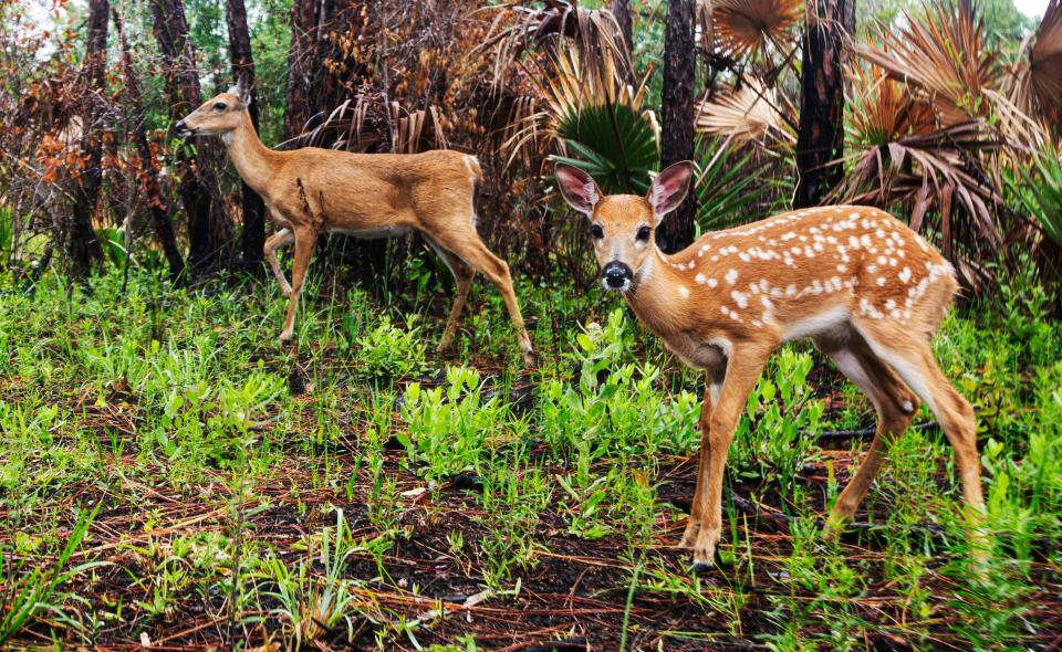 A fawn and its mother stroll by a camera trap set up at Corkscrew Regional Ecosystem Watershed in Collier County on April 12, 2023.