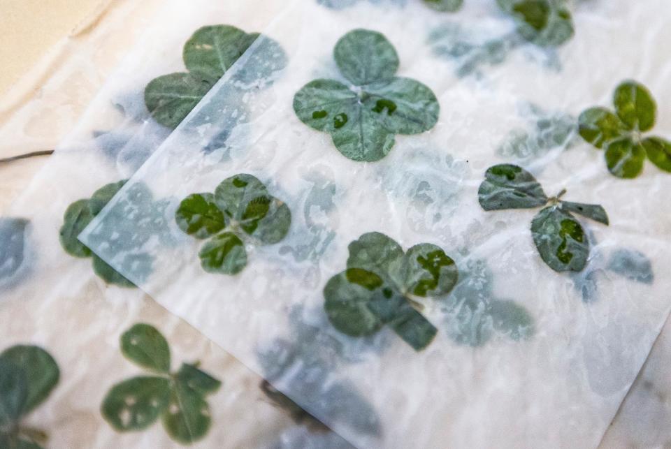 Over 500 four-leaf clovers were collected by Isis Robbins, 11, a student at LaSalle Academy, during the COVID-19 pandemic.