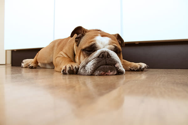 Cuando tu mascota descansa así, prepárate para verlo ponerse en acción en cualquier momento. Foto: Hanneke Vollbehr/Getty Images