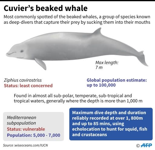 Factfile on Cuvier's beaked whale, repeatedly stranded in the Mediterranean because of man-made sonar, according to a new theory