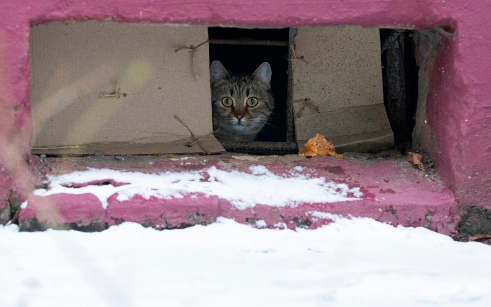 A cat looks from a window of a basement of an apartment building in Zheleznodorozhny - Alexander Zemlianichenko Jr for The Telegraph
