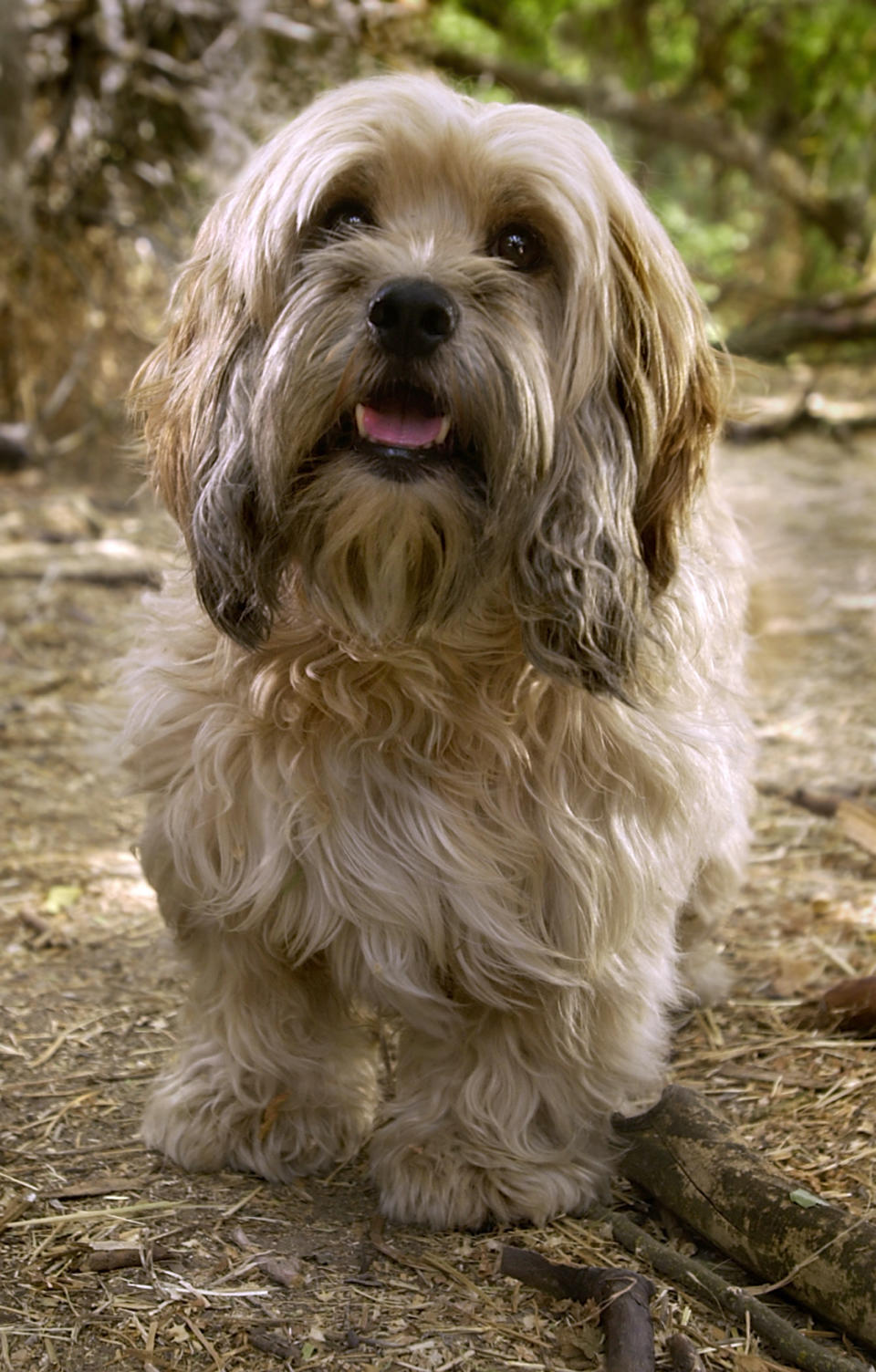 FILE - This July 24, 2003 file photo shows Benji the dog on the set of the movie "Benji: from Rags to Riches," in Ogden, Utah. Brandon Camp, whose father created "Benji" nearly 40 years ago, and veteran movie trainer Mark Forbes have set out to find a new Benji in a nationwide search that includes online tools and sites that weren't around when the first four Benjis were discovered. (AP Photo/Douglas C. Pizac, file)