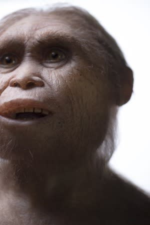 A reconstruction of <i>Homo floresiensis</i> by Atelier Elisabeth Daynes.