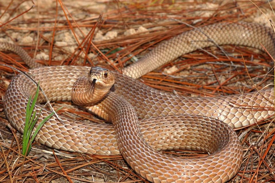 This image shows a coachwhip snake, which can be confused with a Burmese python.