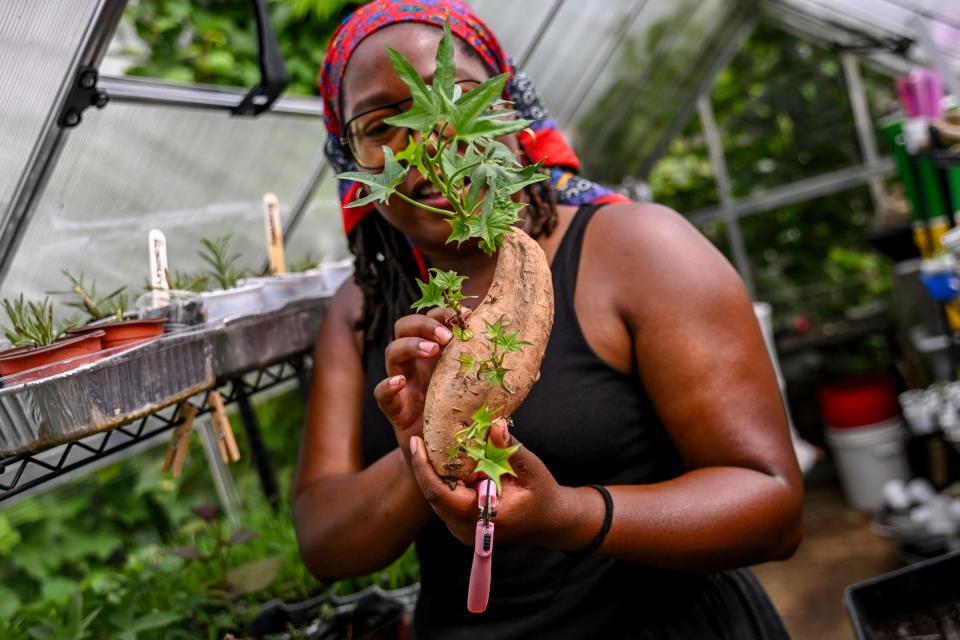 Hillary Coleman, owner of 1991greenery, checks a sweet potato in her garden on Wednesday, June 19, 2024, in Lansing.