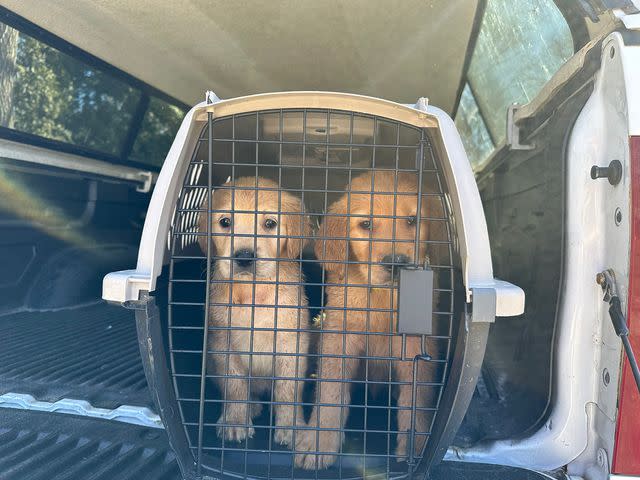 <p>Hopkinton Police Department</p> Two of the golden retrievers rescued in Hopkinton, Rhode Island