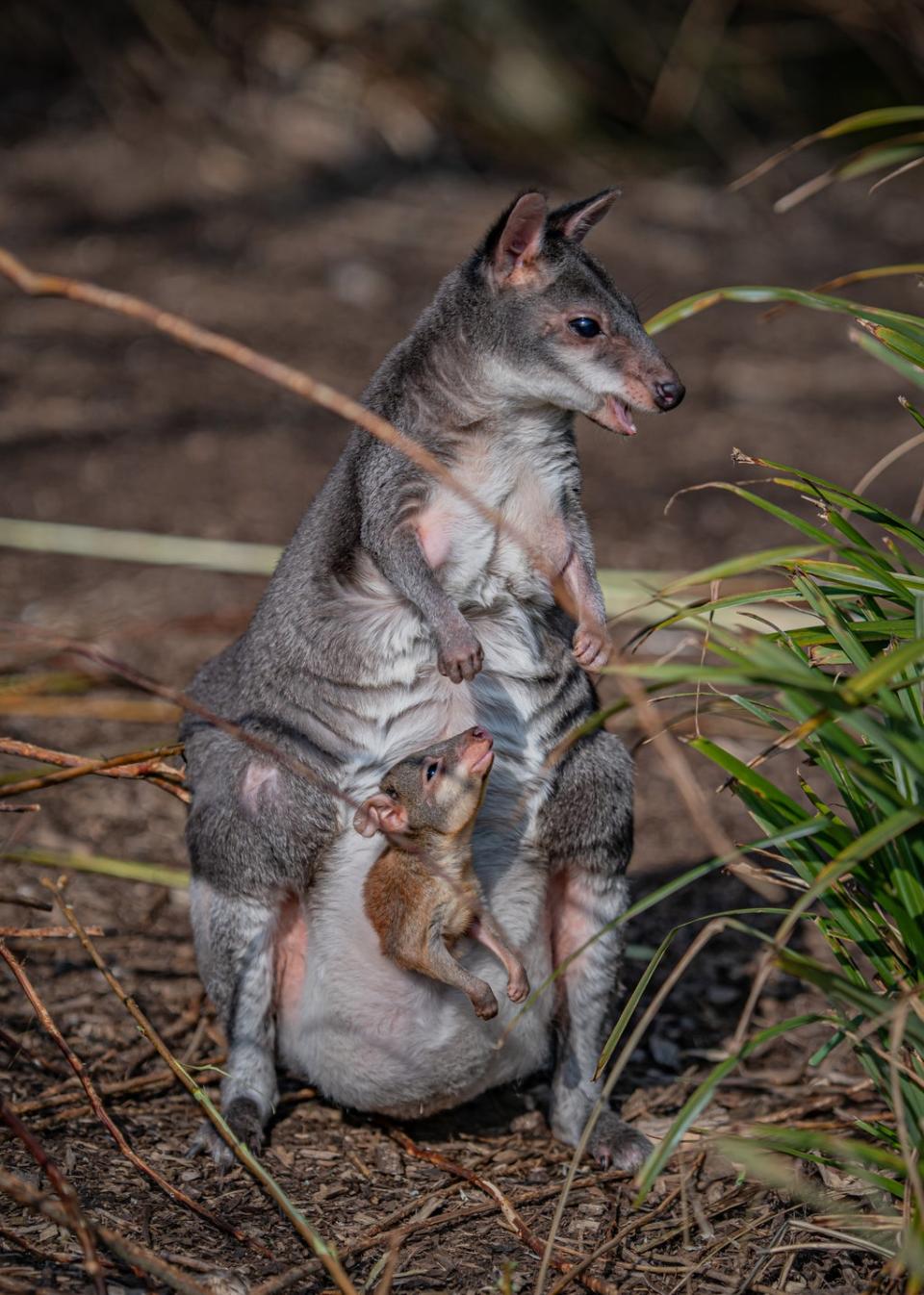 When fully grown the small marsupial will be around 2ft tall which has led to the species being given the nickname miniature kangaroo. (Chester Zoo/PA)