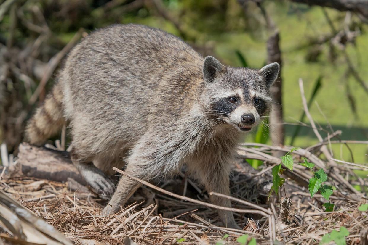 Raccoon