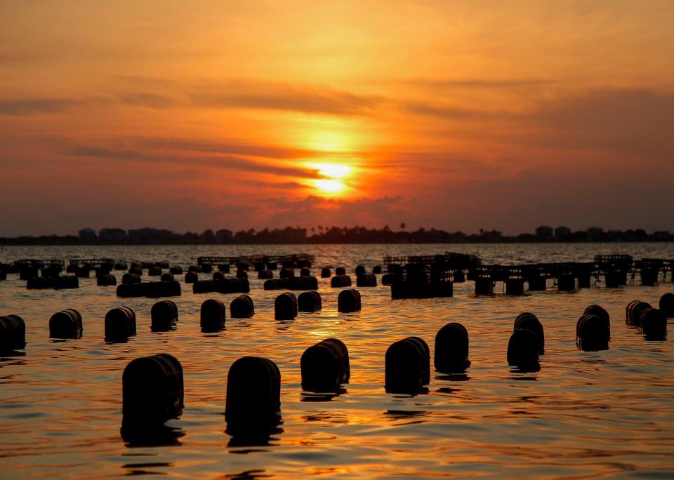 The sun rises over the Indian River Lagoon on Treasure Coast Shellfish's nearly 7-acre oyster farm lease, June 30, 2023, in Sebastian.