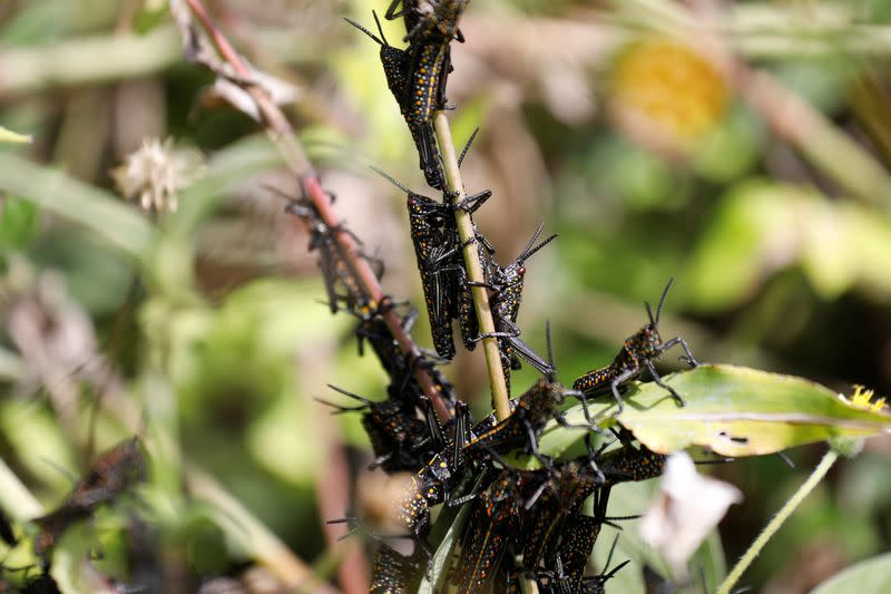 FILE PHOTO: Locust feed of a plant near the village of Riandira in Kirinyaga County