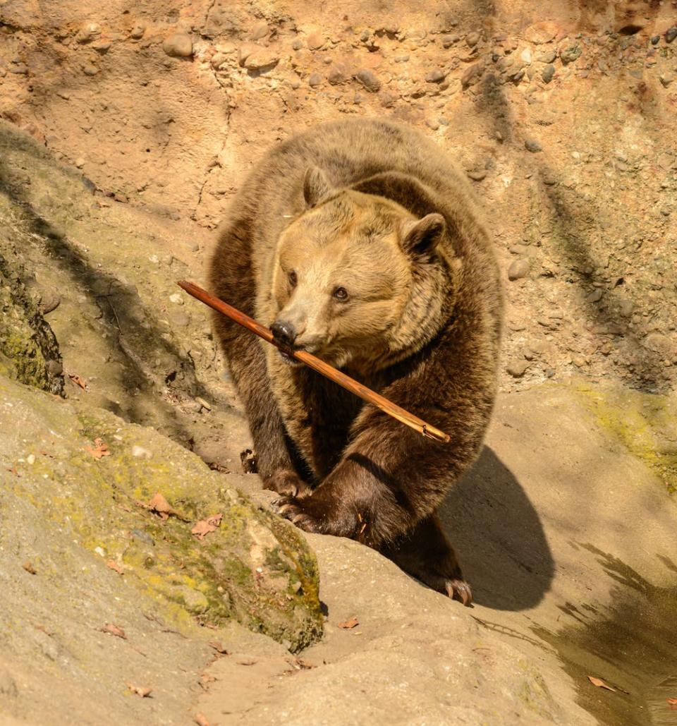 北海道地大物博，擁有豐富的天然資源，不時都有野生動物出沒，如鹿或熊等。(Ursus arctos @pexels)