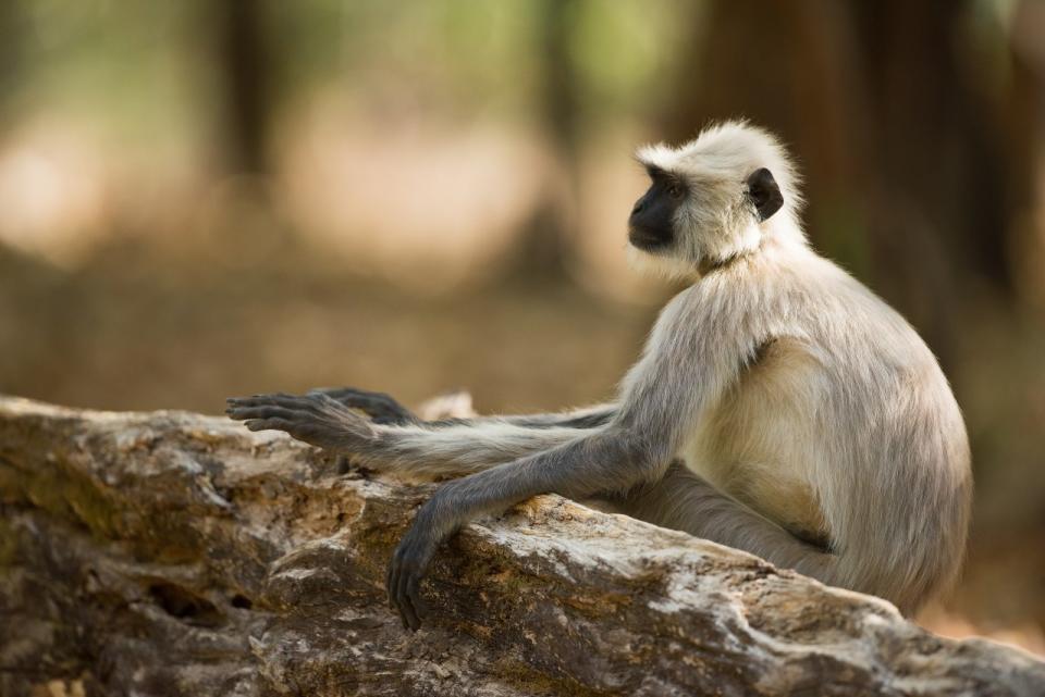 長尾猴(langurs)是世上最瀕臨絕種的靈長目物種之一。(unsplash圖庫)