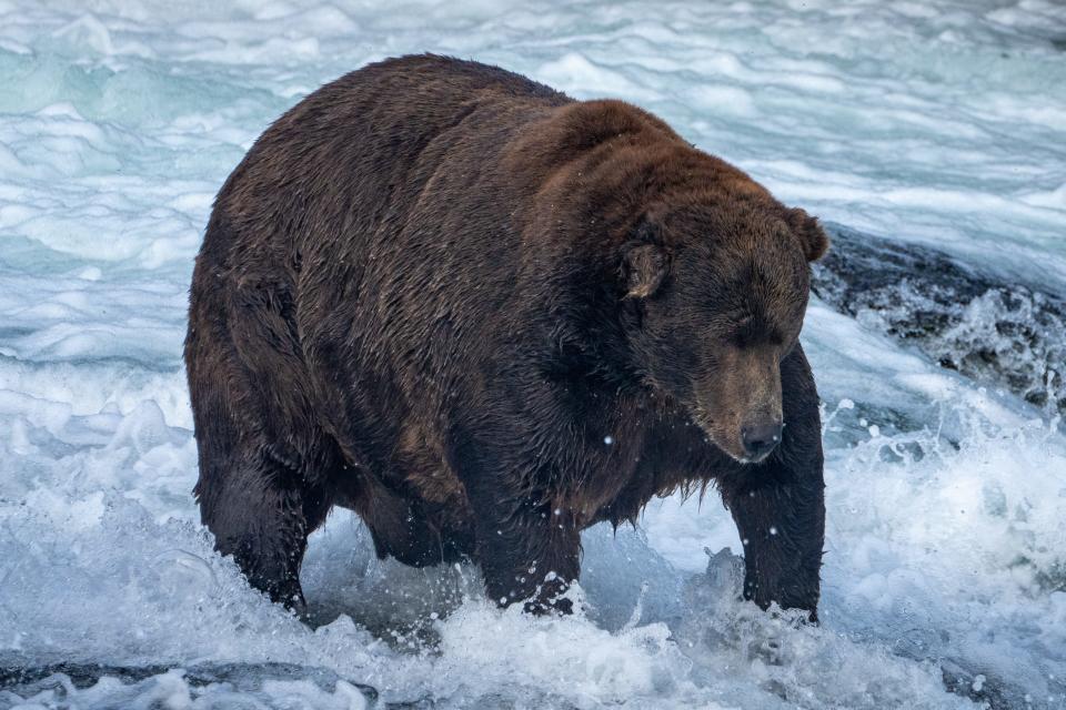 Bear 747, pictured Sept. 6, 2022, won his second Fat Bear Week crown after winning it for the first time in 2020, Katmai National park officials announced Tuesday, Oct. 11.