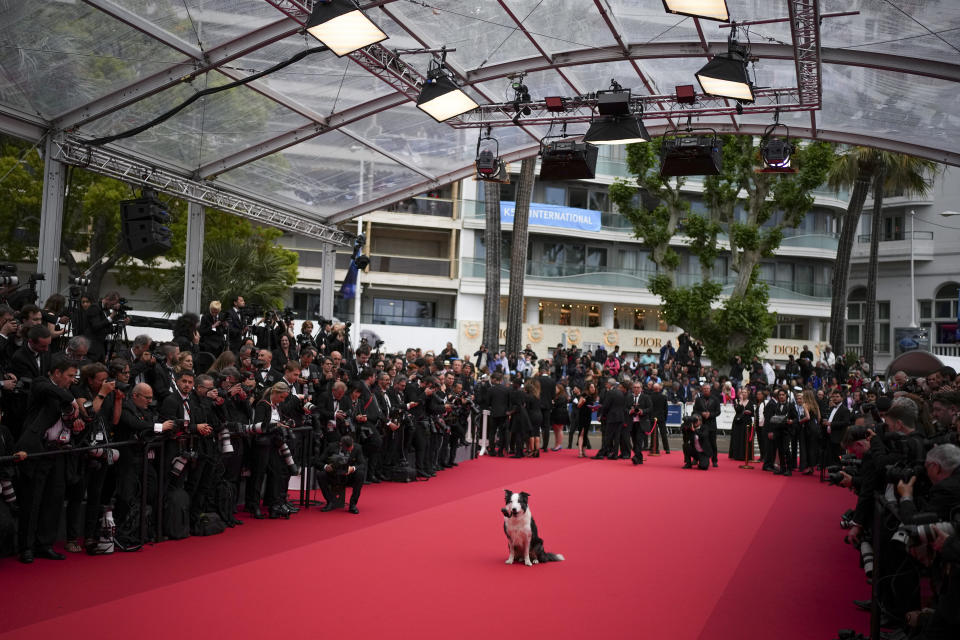 Messi the dog poses for photographers upon arrival at the awards ceremony and the premiere of the film 'The Second Act' during the 77th international film festival, Cannes, southern France, Tuesday, May 14, 2024. (Photo by Daniel Cole/Invision/AP)
