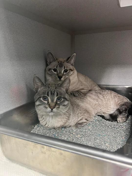 Cats removed from home in Okemos. (Courtesy Ingham County Animal Control)