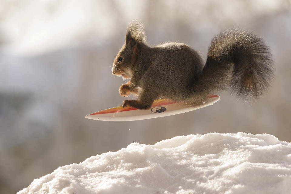 These hilarious photos show squirrels making the most of the winter weather - as they pose on miniature wooden SKIS and toy snowmobiles. The clever little red squirrels look like they are having a great time frolicking around in the snow and enjoying a winter holiday, as they appear to hover mid-air on their wooden skis and tiny toy vehicles. And the animals are rewarded for their sporting endeavours with snacks - as photographer Geert Weggen hides nuts on or nearby all of his props to encourage the squirrels to be part of the festive scene.