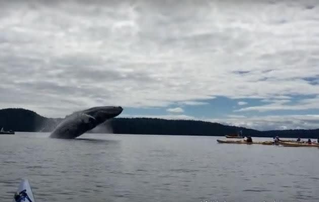 Kayakers capture an incredible whale show. Photo: YouTube/Wildcoast Adventures