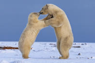 <p>Two juvenile polar bears play-fight and appear to be sharing a kiss in the snow on Barter Island in Alaska. (Photo: Shayne McGuire/Caters News) </p>