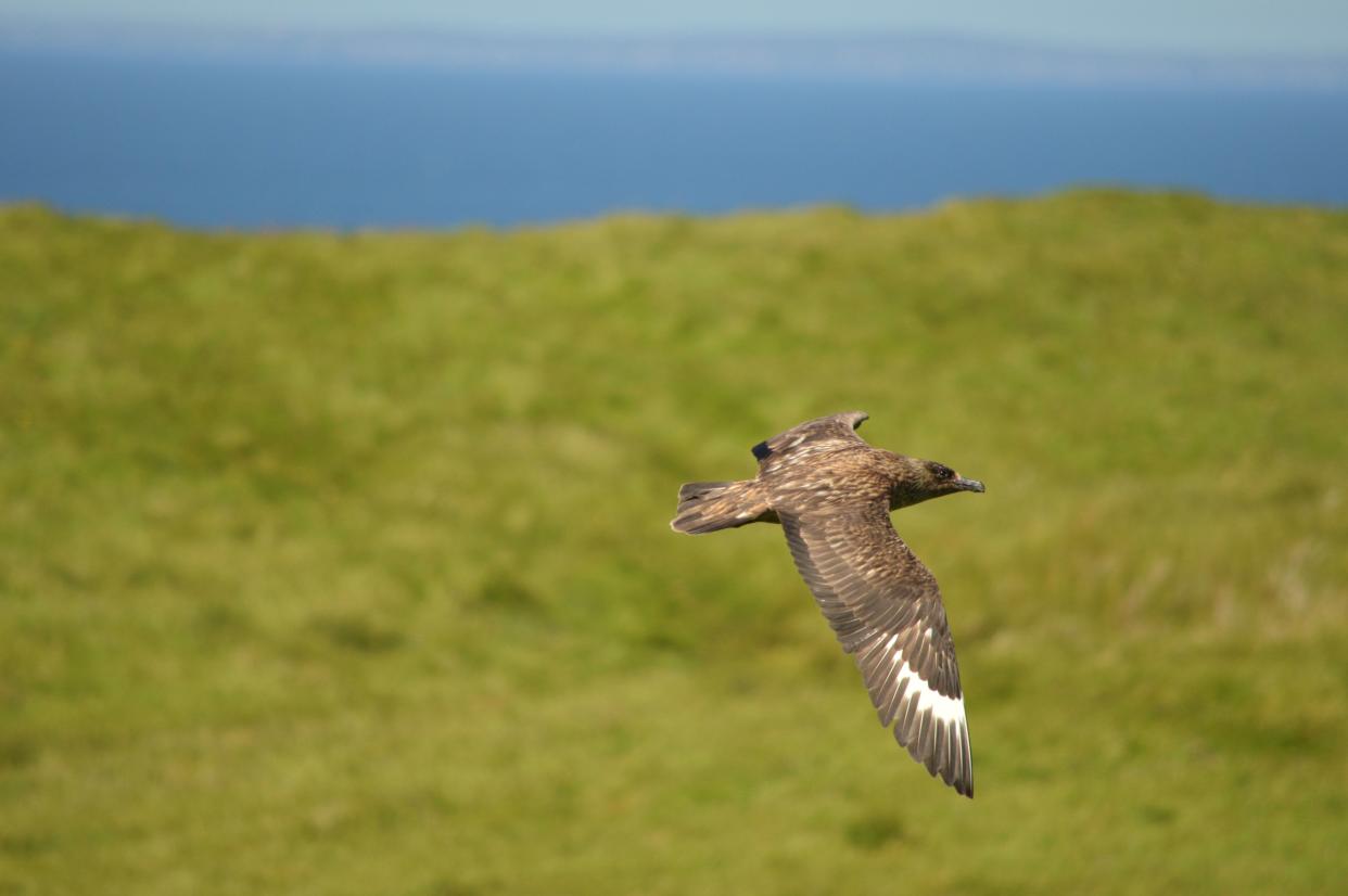 Great skua Stercorarius skua, adult in flight, Shiant Isles, Hebrides (Chantal Macleod-Nolan/RSPB)