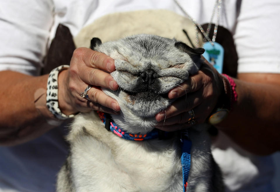 <p>A dog named Grovie shows off his best grin for the judges. (Justin Sullivan/Getty Images)</p>