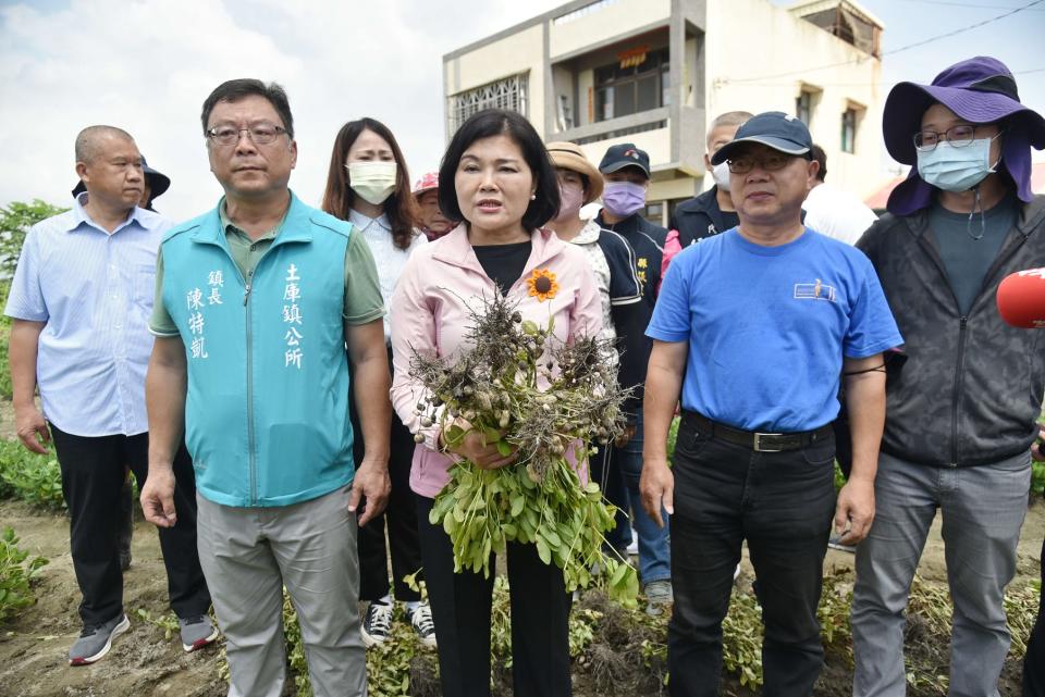 ▲落花生不敵低溫及雨害，張麗善建請農委會儘速公告天然災害救助。(記者劉春生攝)