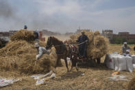 FILE - A horse cart driver transports wheat to a mill on a farm in the Nile Delta province of al-Sharqia, Egypt, on May 11, 2022. The Middle East is one of the most vulnerable regions in the world to the impact of climate change, and already the effects are being seen. This year's annual U.N. climate change conference, known as COP27, is being held in Egypt in November, throwing a spotlight on the region. (AP Photo/Amr Nabil, File)