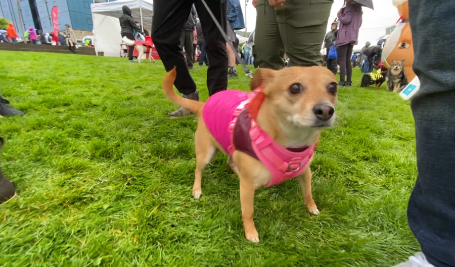 The Humane Society for Southwest Washington Walk/Run for the Animals on May 4, 2024. (KOIN)