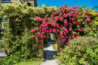 <p> A tall wall, whether brick or rendered blocks, is a great way to increase garden screening and security at the same time, but it can look stark and uninviting, which may not be the effect you want to create. The best way to disguise this type of garden privacy device is to match it with evergreen climbers, which will soften the structure, provide shelter for wildlife and – if you plant flowering climbers – color and scent, too. </p>