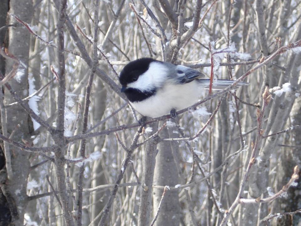 Black-capped chickadee are a common sight in New Brunswick winters.