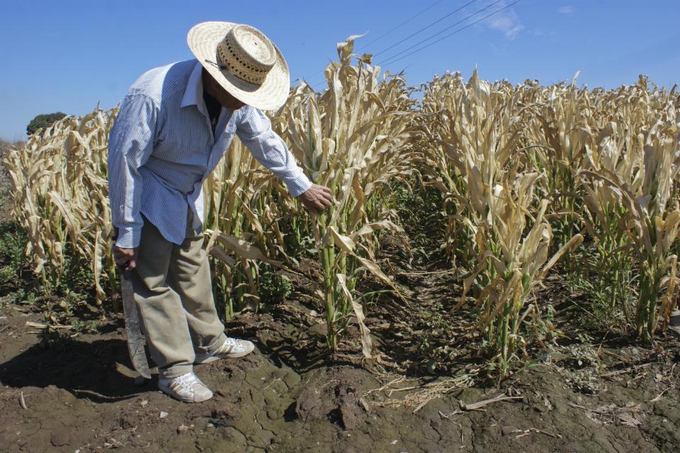 <em>Un granjero trabaja en una plantación de maíz en El Dorado, en el estado mexicano de Sinaloa, el 11 de febrero de 2011 (AFP/Archivos | Claudio Vargas)</em>