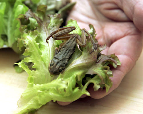 Dieser kleine Frosch wurde in einer Salattüte in Israel gefunden – dabei sollte das Blattgemüse laut Verpackung gewaschen und frei von Insekten sein. Die unliebsame Überraschung wurde erst beim Familiendinner entdeckt, doch zum Glück war die kleine Amphibie noch in einem Stück. Dieses Abendessen werden alle Beteiligten vermutlich so schnell nicht vergessen.